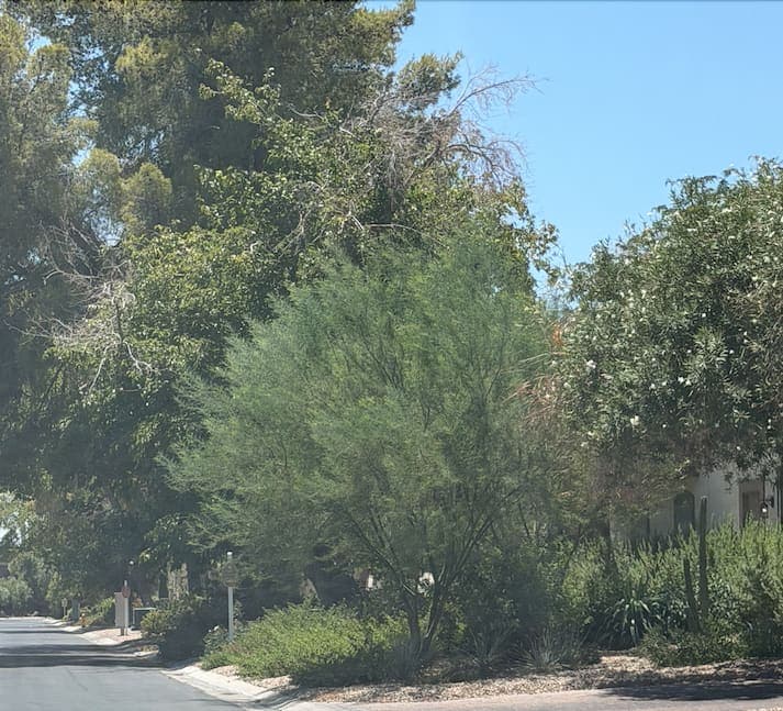 A desert willow paired with xeriscape planting along a Las Vegas street