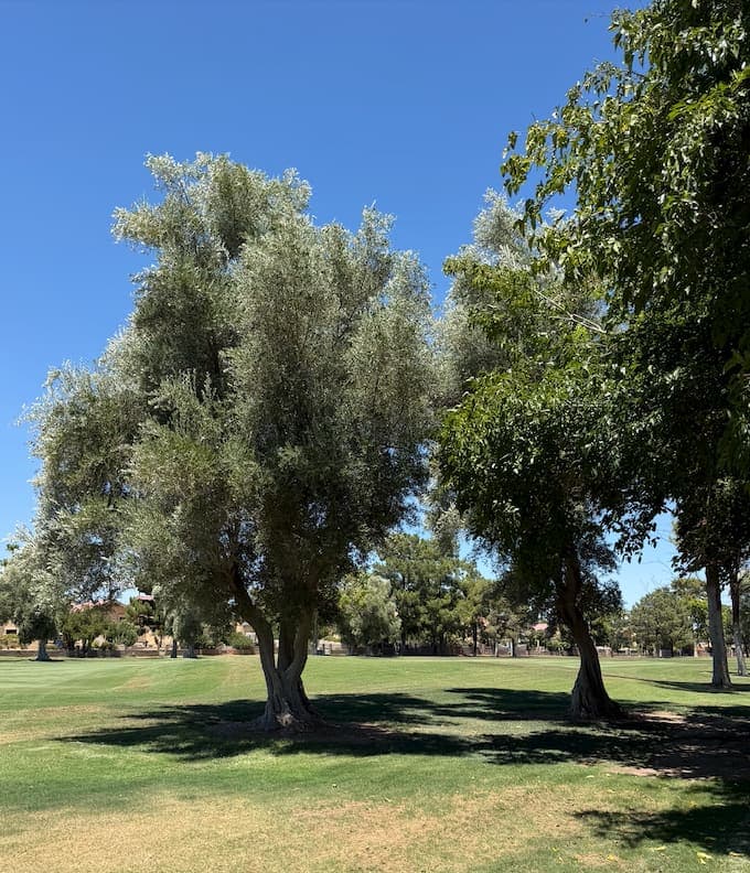 Two mature olive trees on a Las Vegas Country Club Estates fairway