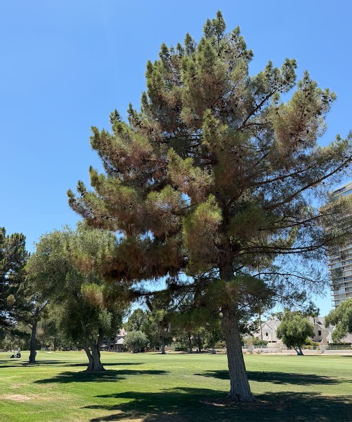 A large mature pine tree on a Las Vegas Country Club Estates fairway