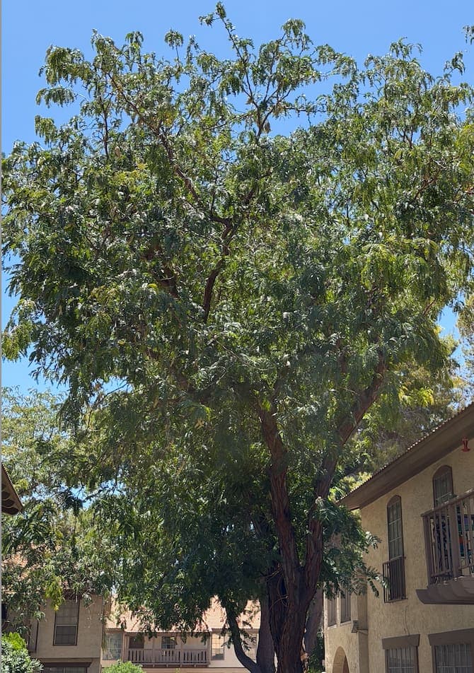A mature shade tree towering over a Las Vegas Country Club Estates townhome
