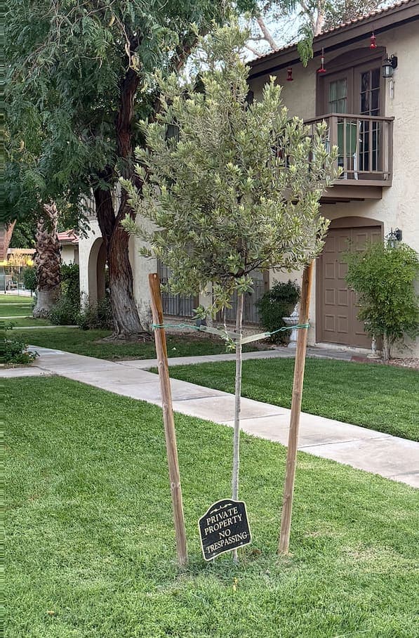 A newly planted, staked olive sapling in Country Club Estates