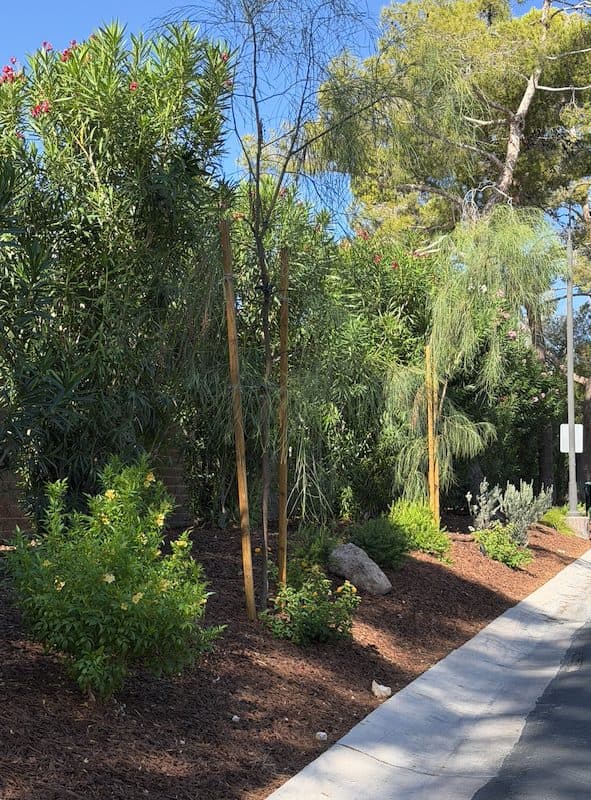 A staked sapling with a white-blooming shrub behind it