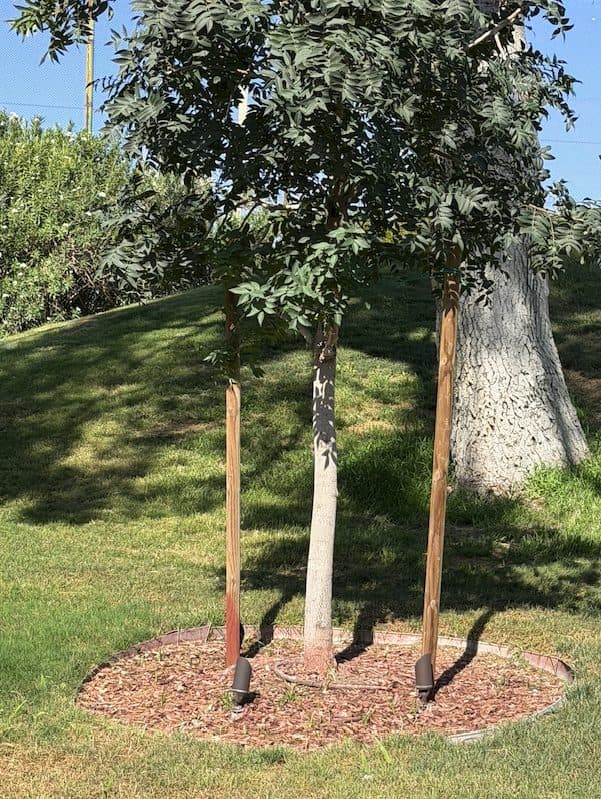 Staked saplings along a walkway lined with oleander and desert plants