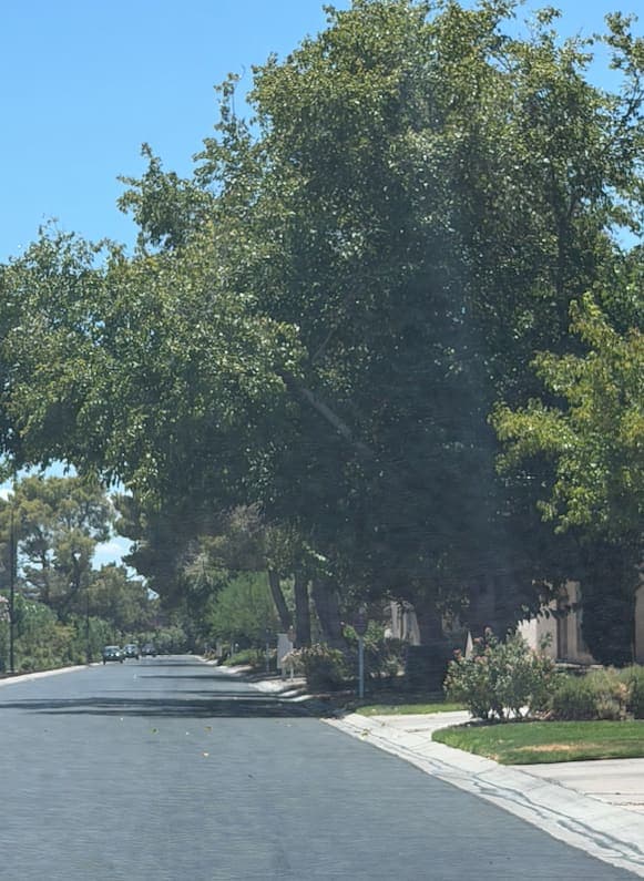 A shaded street in Country Club Estates