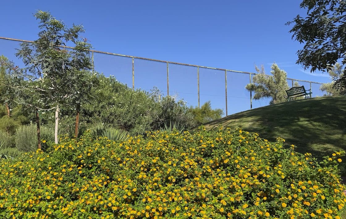 A xeriscaped slope in Las Vegas Country Club Estates with newly planted trees and blooming lantana