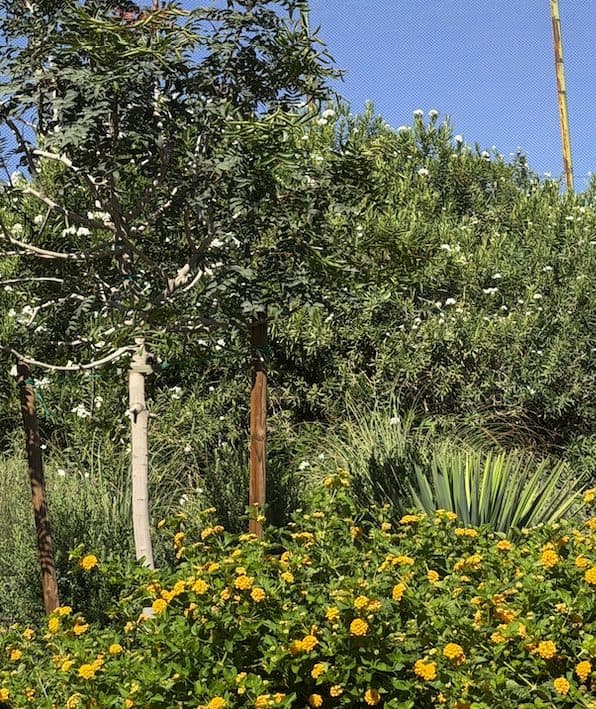 A young staked pine tree in a xeriscape planting bed