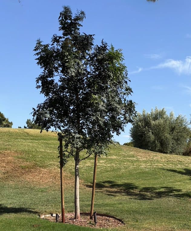 A young staked tree filling out on a grassy hillside